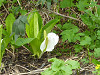 p1000972_thumb.jpg