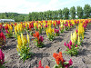 p1010403_thumb.jpg