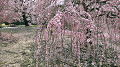img20220325123255_thumb.jpg
