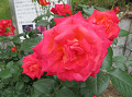 img_0028_thumb.jpg
