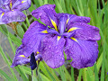 img_0052_thumb.jpg
