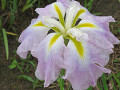 img_0070_thumb.jpg
