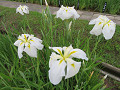 img_0102_thumb.jpg