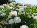 img_0038_thumb.jpg