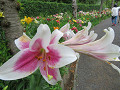 img_0017_thumb.jpg