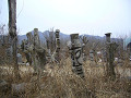 P1030123_thumb.jpg