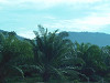p9300065_thumb.jpg