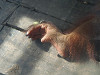 pa020355_thumb.jpg