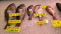 img20250716142737_thumb.jpg