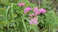pana0456_thumb.jpg