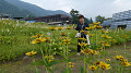 pana0514_thumb.jpg