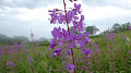 pana0542_thumb.jpg
