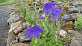pana0583_thumb.jpg