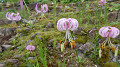 pana0640_thumb.jpg