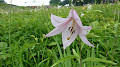 pana0659_thumb.jpg