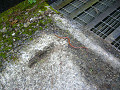 P1020373_thumb.jpg