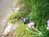 P1000307_thumb.jpg