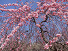 p3090078_thumb.jpg