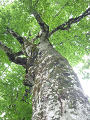 P1000435_thumb.png