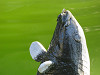 img_1590_thumb.jpg