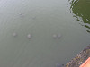 img_8833_thumb.jpg