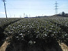 p2200050_thumb.jpg