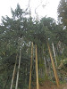 p3070050_thumb.jpg