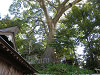 p5242454_thumb.jpg