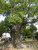 p6070116_thumb.jpg