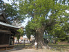 p6070118_thumb.jpg