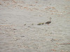 p6090279_thumb.jpg