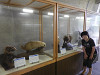 p6100393_thumb.jpg