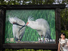 p6130901_thumb.jpg