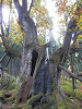 pa272096_thumb.jpg