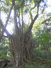 pa272204_thumb.jpg
