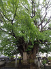 p5200146_thumb.jpg