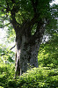 pa150069-1_thumb.jpg
