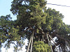 pa290067_thumb.jpg