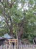 pb040458_thumb.jpg