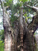 pb060544_thumb.jpg