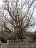 p3250209_thumb.jpg