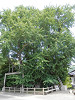 p5180075_thumb.jpg
