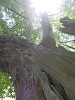 p5180077_thumb.jpg