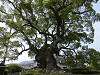 p5220643_thumb.jpg
