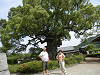 p5220645_thumb.jpg