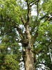 p5220652_thumb.jpg