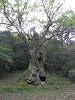 p5220661_thumb.jpg