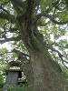 p5251037_thumb.jpg