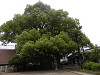 p5270057_thumb.jpg