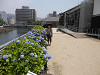 p5290321_thumb.jpg